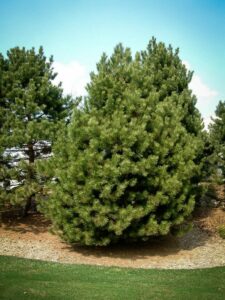 Сосна Чёрная (Pinus Nigra) купить по цене от 270.00р. в интернет-магазине «Посадика» с доставкой почтой в в Заволжске и по всей России – [изображение №1].