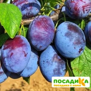 Слива Чачакская ранняя купить по цене от 229.00р. в интернет-магазине «Посадика» с доставкой почтой в в Заволжске и по всей России – [изображение №1].