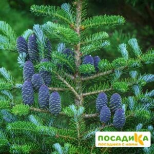 Пихта корейская (Abies koreana) купить по цене от 450.00р. в интернет-магазине «Посадика» с доставкой почтой в в Заволжске и по всей России – [изображение №1].