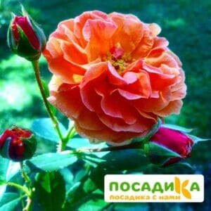 Роза Арабия купить по цене от 350.00р. в интернет-магазине «Посадика» с доставкой почтой в в Заволжске и по всей России – [изображение №1].