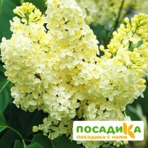 Сирень Примроуз (Primrose) купить по цене от 529.00р. в интернет-магазине «Посадика» с доставкой почтой в в Заволжске и по всей России – [изображение №1].