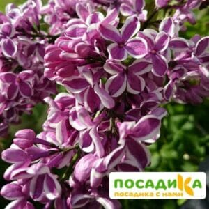 Сирень Сенсация купить по цене от 529.00р. в интернет-магазине «Посадика» с доставкой почтой в в Заволжске и по всей России – [изображение №1].