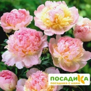 Пион Распберри Сандей (Paeonia Raspberry Sundae) купить по цене от 959р. в интернет-магазине «Посадика» с доставкой почтой в в Заволжске и по всей России – [изображение №1].