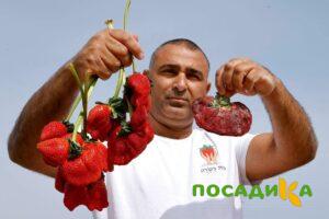 Клубника Гигант Джорнея купить по цене от 266р. в интернет-магазине «Посадика» с доставкой почтой в в Заволжске и по всей России – [изображение №1].