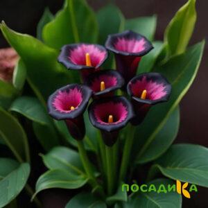 Калла Аура Лейс купить по цене от 400р. в интернет-магазине «Посадика» с доставкой почтой в в Заволжске и по всей России – [изображение №1].