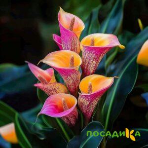 Калла Оникс купить по цене от 450р. в интернет-магазине «Посадика» с доставкой почтой в в Заволжске и по всей России – [изображение №1].