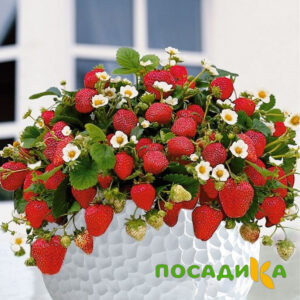 Клубника Рубиновый Шепот (горшечная) купить по цене от 240р. в интернет-магазине «Посадика» с доставкой почтой в в Заволжске и по всей России – [изображение №1].