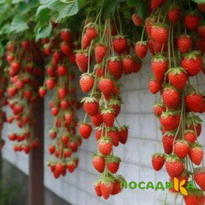 Клубника вьющаяся Комплимент купить по цене от 470р. в интернет-магазине «Посадика» с доставкой почтой в в Заволжске и по всей России – [изображение №1].