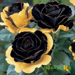 Роза Ханни Сикл купить по цене от 700р. в интернет-магазине «Посадика» с доставкой почтой в в Заволжске и по всей России – [изображение №1].