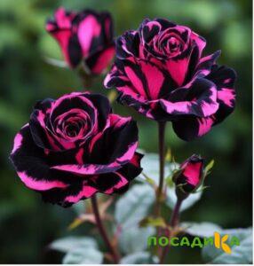 Роза Багровый Шепот купить по цене от 366р. в интернет-магазине «Посадика» с доставкой почтой в в Заволжске и по всей России – [изображение №1].