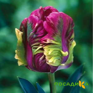 Тюльпан Экзотик Хэвен купить по цене от 186р. в интернет-магазине «Посадика» с доставкой почтой в в Заволжске и по всей России – [изображение №1].